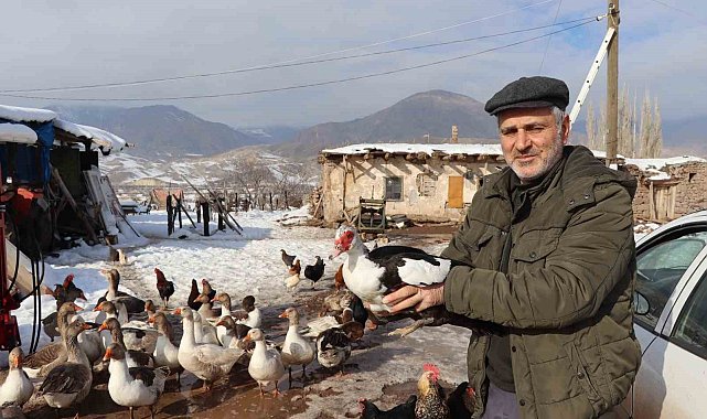Bitki halde bulunan yaban kazı, misafir edildiği kümeste bir günde hakimiyet kurmaya çalıştı