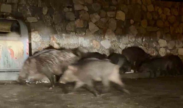 Bodrum'da aç kalan yaban domuzları mahalleleri mesken tuttu