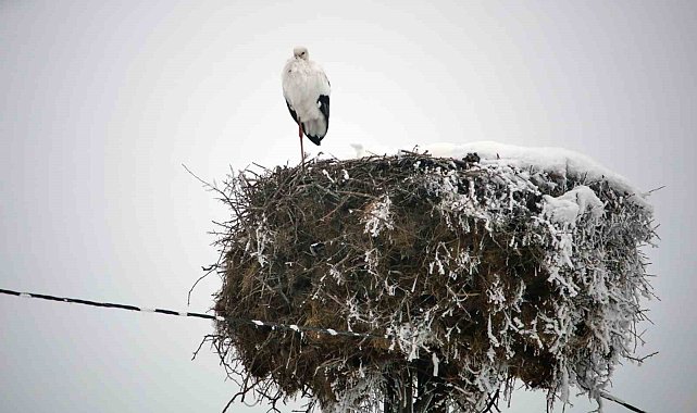 Budaklı köyündeki leylek yıllardır göç etmedi
