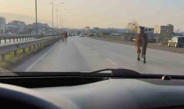 Bursa'da başıboş atlar anayolda tehlike saçtı