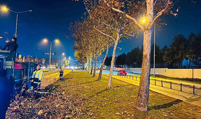 Bursa'da çınar ağaçlarına kış bakımı