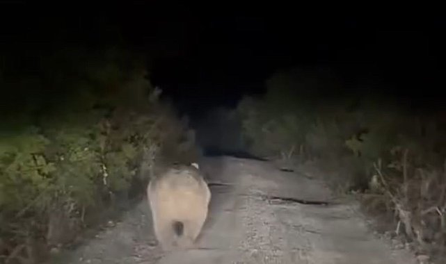 Bursa'da yolu kaybeden ayı kamerada