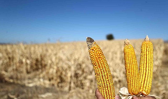 Denizli Büyükşehir mısır piyasasını canlandırmak için 61 ton alım yapacak