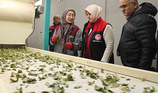 Devletten aldığı destek işletme kapasitesi 3 katına çıktı
