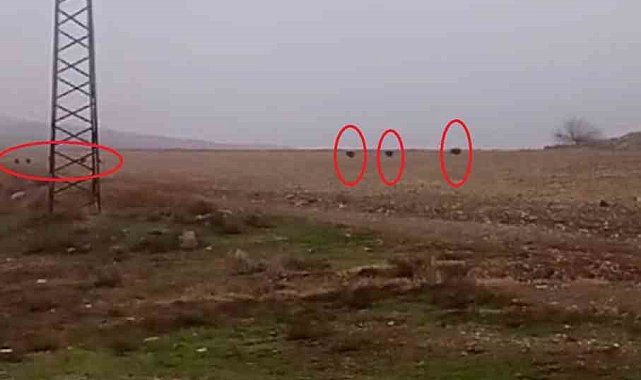 Diyarbakır'da tarlada domuz sürüsü