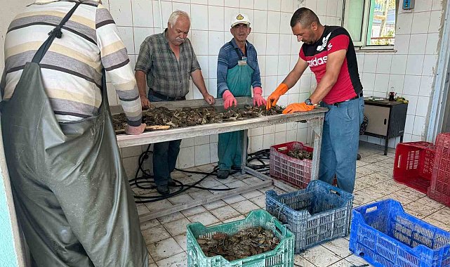 Eğirdir Gölü'nde kerevit bereketi, 498 ton üretimle yüzler güldü