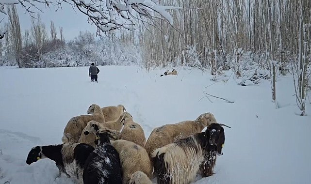 Erzincan'da karla kaplı köylerdeki besiciler zor şartlarda hayvanlarını besliyor