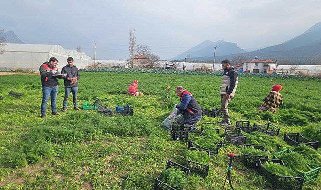 Eskişehir'de yaprağı yenen sebzelerde kalıntıyla mücadele çalışmaları devam ediyor