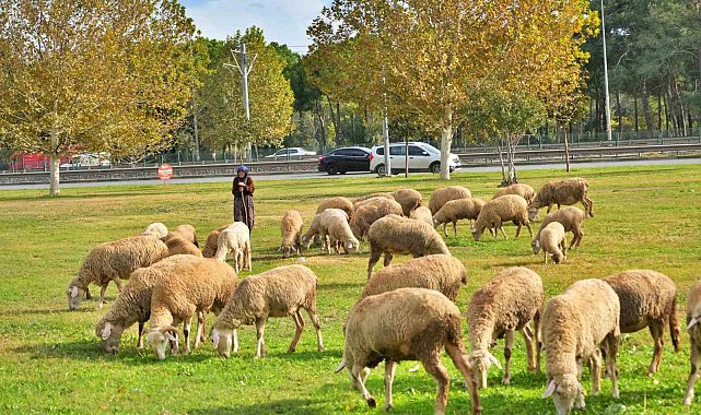 Geçimlerini 44 yıldır kent merkezindeki yeşil alanlarda koyunlarını otlatarak kazanıyorlar