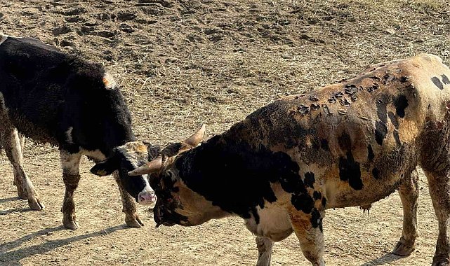 Gelibolu'da hayvan çiftliğindeki yangında 5 büyükbaş telef oldu