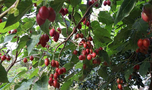 Güney Amerikalı 'Tamarillo' Rize'de 'Ağaç domatesi' oldu