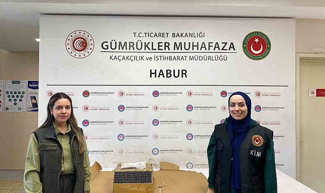 Habur Sınır Kapısı'nda 3 maymun yakalandı