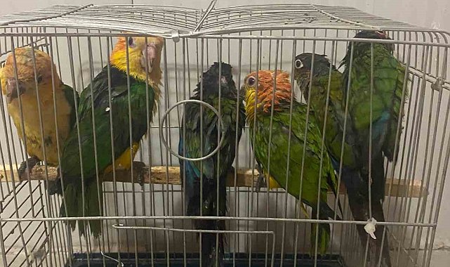 Habur Sınır Kapısı&#039;nda 6 adet &quot;konur&quot; cinsi papağan ele geçirildi