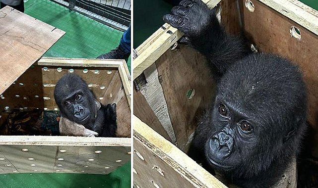 İstanbul Havalimanı'nda yakalandı! Nesli tükenmek üzere