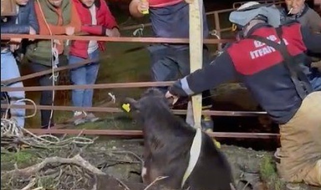 İtfaiye ekipleri buzağıyı düştüğü kuyudan çıkardı