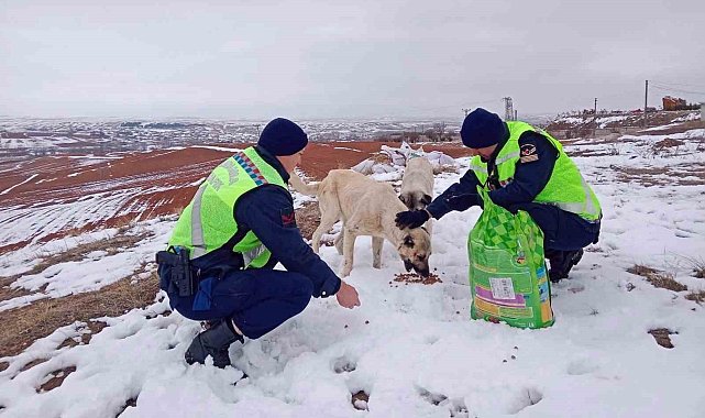 Jandarma ekiplerinden yaban ve sokak hayvanlarına şefkat eli