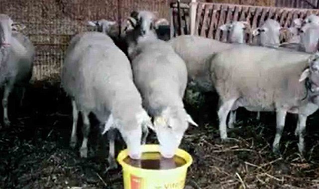 Kadın üreticilere 'Yalama Taşı' dağıtımı yapılacak