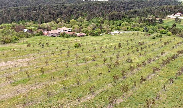 Kastamonu'da 5 bin 454 ton ceviz hasat edildi