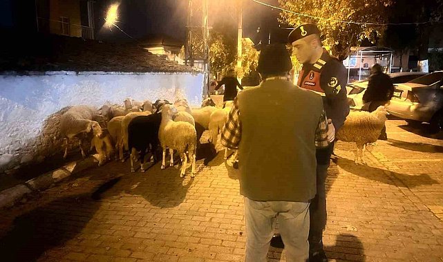 Kayıp koyunları jandarma dere yatağında buldu