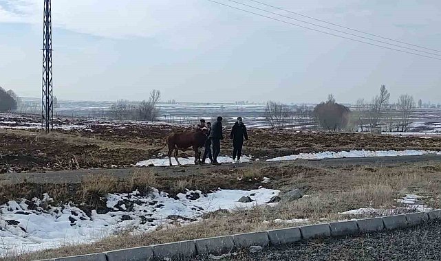 Kazada firar eden inek kendiliğinden geri döndü