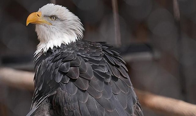 Kel kartal ABD'nin ulusal kuşu ilan edildi