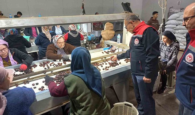 Kestanenin Aydın&#039;dan ihracat yolculuğu başlıyor