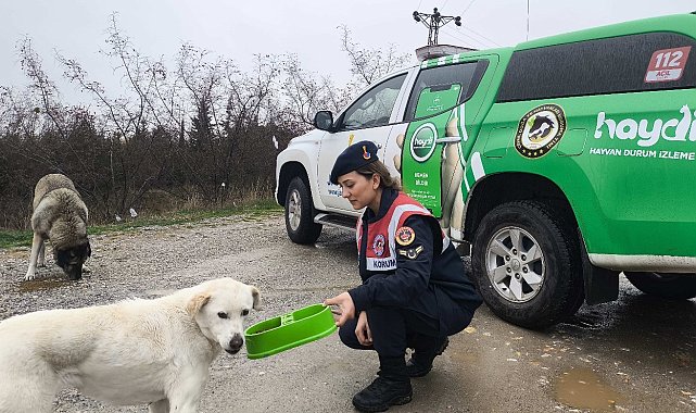 Kırklareli'nde jandarma ekipleri sokak hayvanların unutmadı