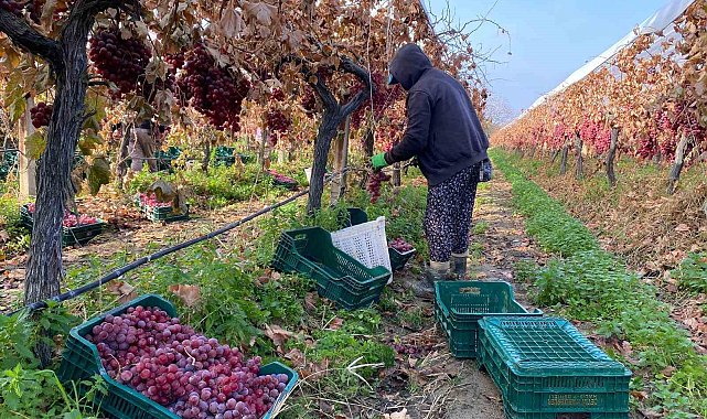 Kış geldi Sarıgöl'de üzüm hasadı devam ediyor