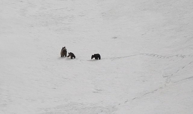 Kış uykusuna yatmayan ayılar Erzincan'da görüntülendi