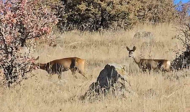 Kızılcahamam'da doğada bir çift karaca görüntülendi