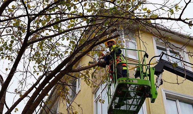 Maltepe'de ağaçların budanmasına başlandı