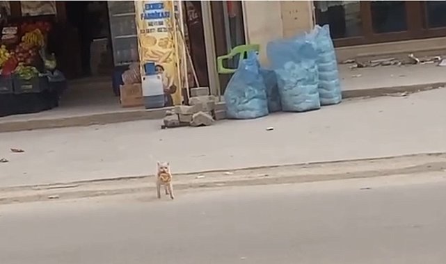 Mardin'de kedi market önündeki simidi çaldı