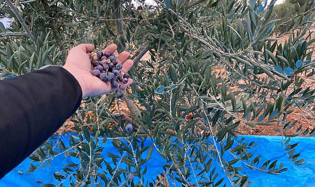 Mayıslar Mahallesi'nde soğuk havaya rağmen 300 kilo zeytin zeytin hasat edildi