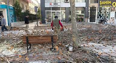 Mimar Sinan Bulvarı’ndaki Çınar Ağaçlarına Kış Bakımı Yapıldı