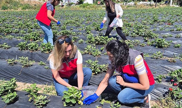Muğla'da pestisit denetimleriyle sağlık ve çevre güvencesi