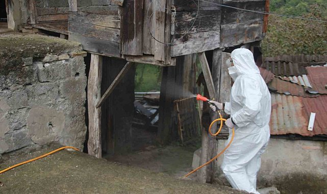 Ordu'da kahverengi kokarcaya karşı 70 binden fazla kışlak ilaçlandı