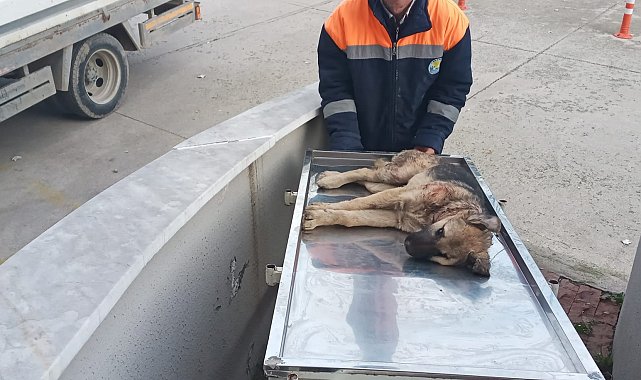 Otomobilin çarptığı köpeği belediye çalışanları kurtardı