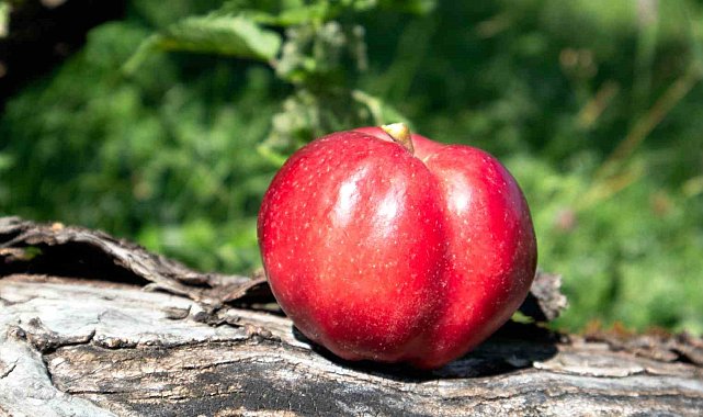 Posof Elması, Posoflu kadınlarla yaygınlaşacak
