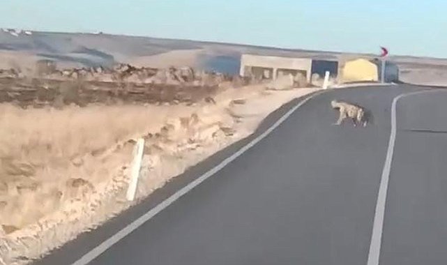 Şanlıurfa'da Anadolu sırtlanı ile yaralı çakal görüldü