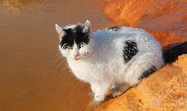 Sibirya soğuğunda adeta donan kedi termal su kenarında ısınmaya çalıştı