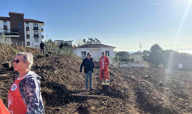 Sinop'ta çevreci Ali Alp anısına 33 zeytin fidanı toprakla buluştu