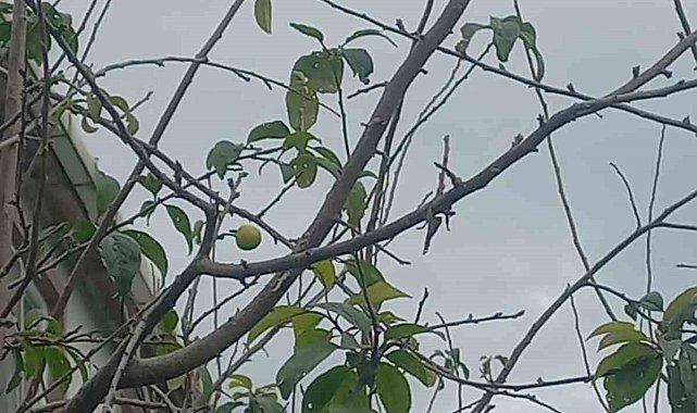 Sinop'ta erik ağacı kışın meyve verdi