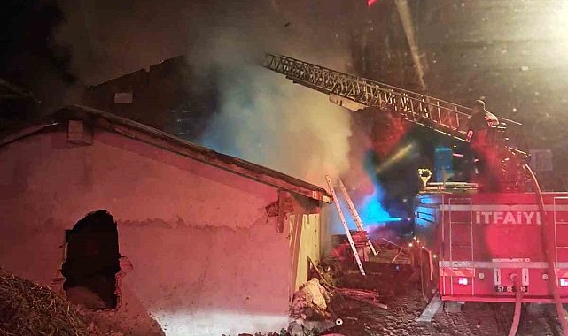 Sinop'ta yangın: 5 büyükbaş hayvan telef oldu