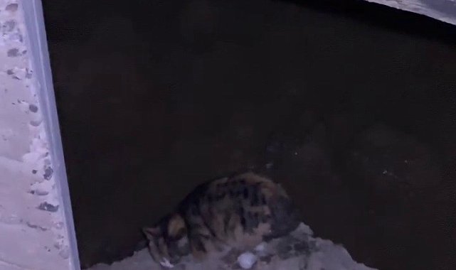 Sivas'ta köprü ayağında mahsur kalan kedi kurtarıldı