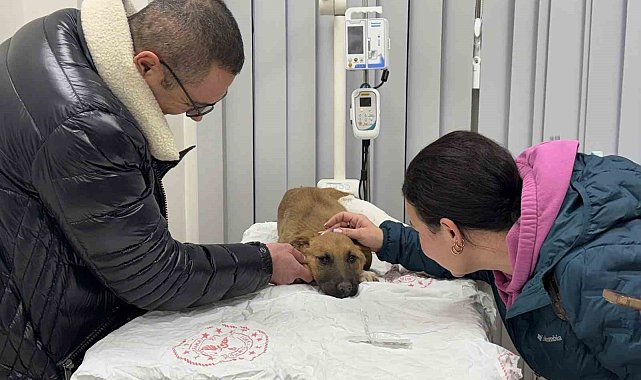 Sokak köpeğine hızlı müdahale gönülleri fethetti: "Büyük bir algımız vardı, bunu kırdılar"