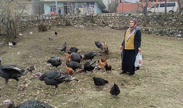 Sokak köpekleri 60 yaşındaki kadının beslediği hindileri telef etti