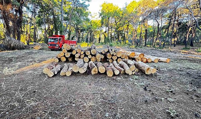 Sorgun Çamlığı'nda yanan ağaçlar kesildi