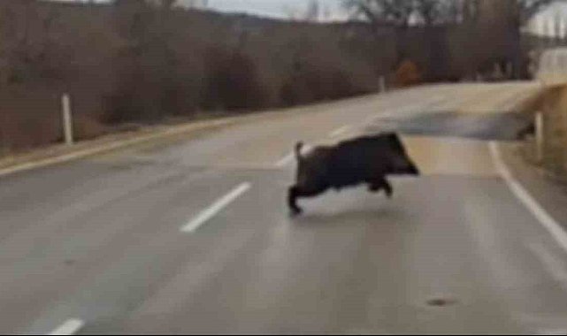 Sürücünün domuza çarpmamak için son anda durduğu anlar kameraya yansıdı