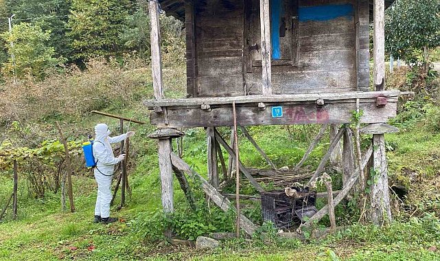 Trabzon'da kokarcayla mücadelede 1 milyon 312 bin metrekarelik alan ilaçlandı