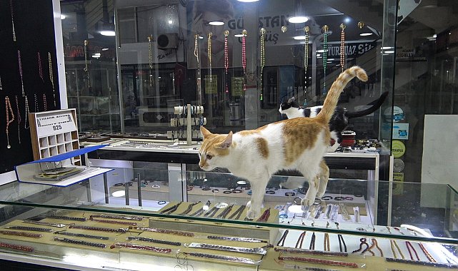 Vitrini takıların yanı sıra kediler de süslüyor